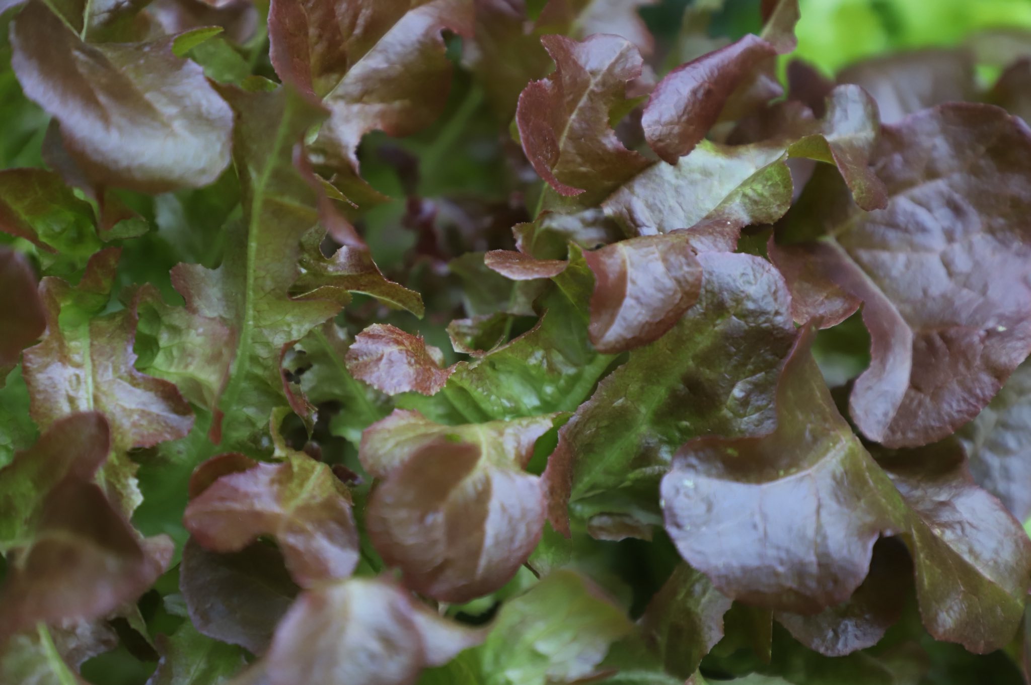 title - ”พลิกโฉมเกษตรกรสู่ผู้ประกอบการ“ ส.ป.ก.ลำพูน โชว์ความสำเร็จเกษตรอินทรีย์ครบวงจร ตั้งแต่แปลงปลูกสู่ตลาดพรีเมียม!!